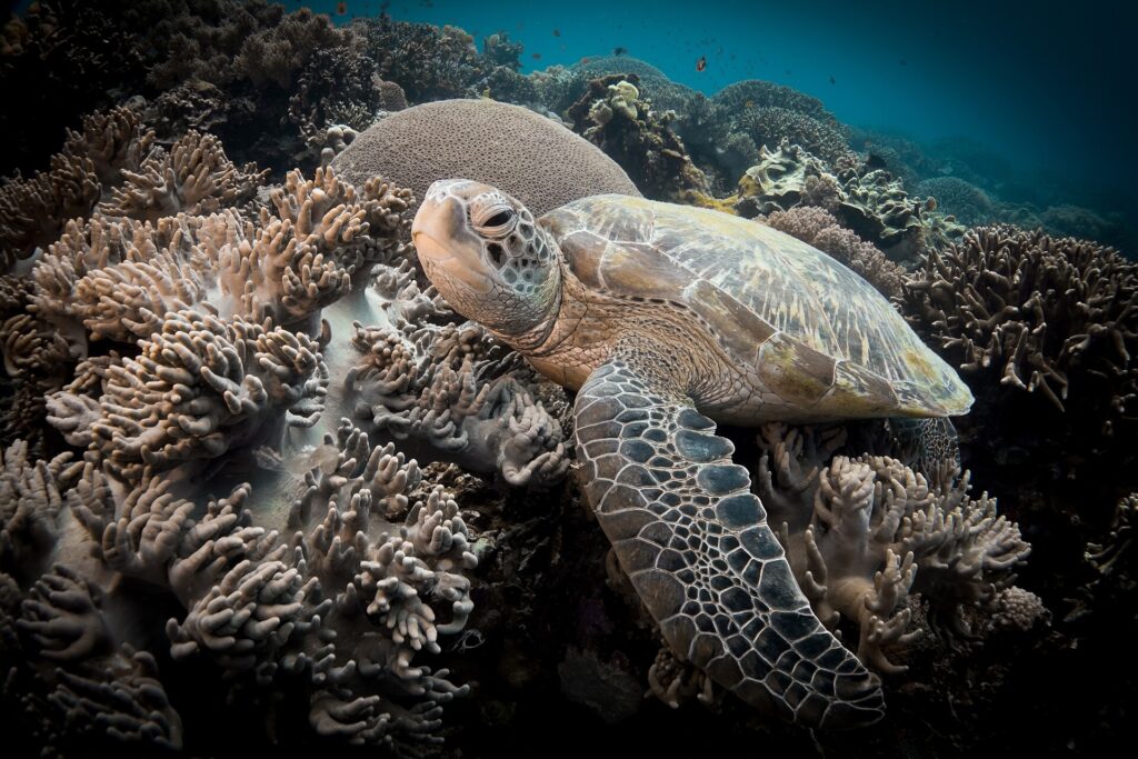 A green sea turtle resting among soft corals in the Apo Island marine sanctuary