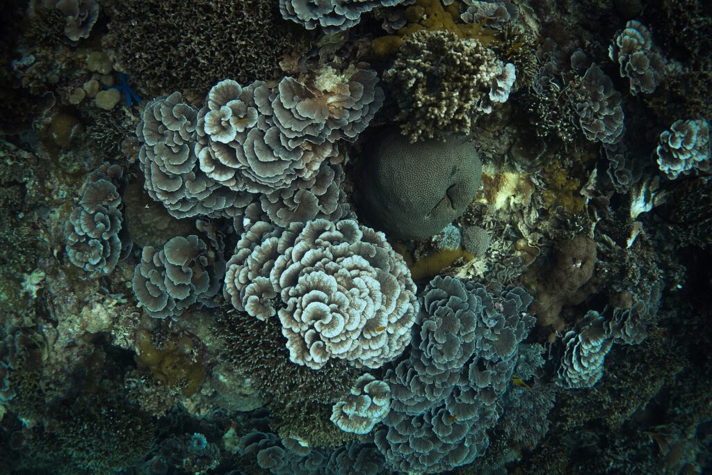 A healthy coral community in the protected waters around Apo Island