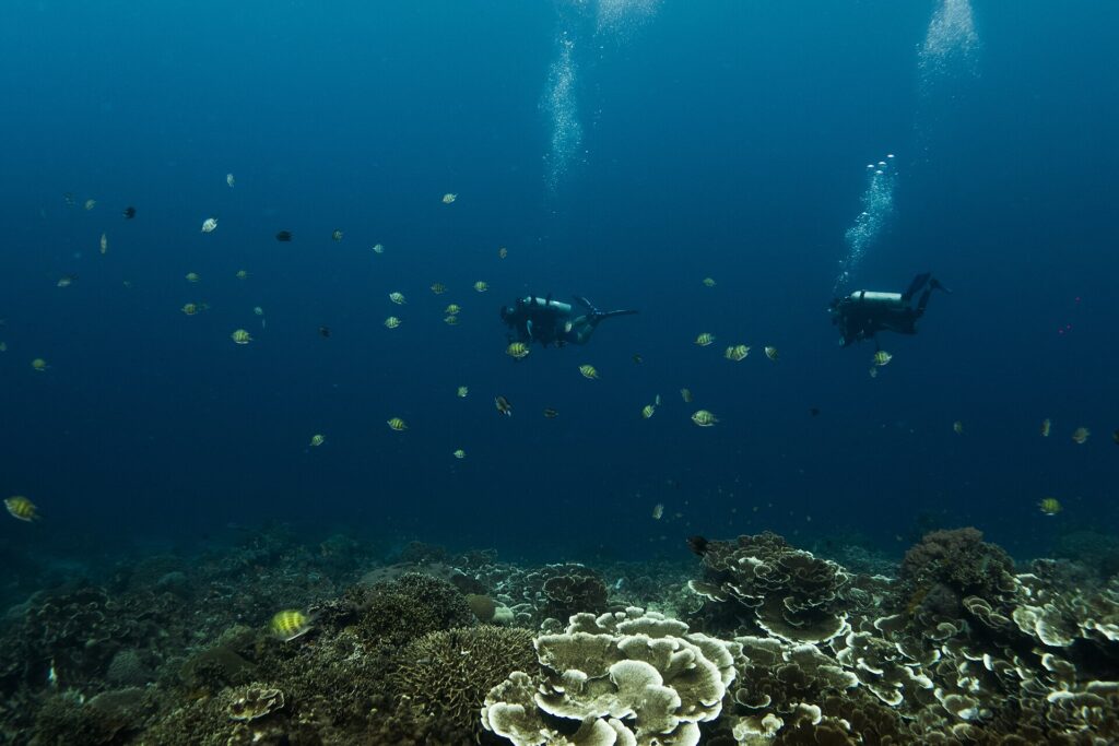 Divers hovering over a coral garden in the Apo Island sanctuary