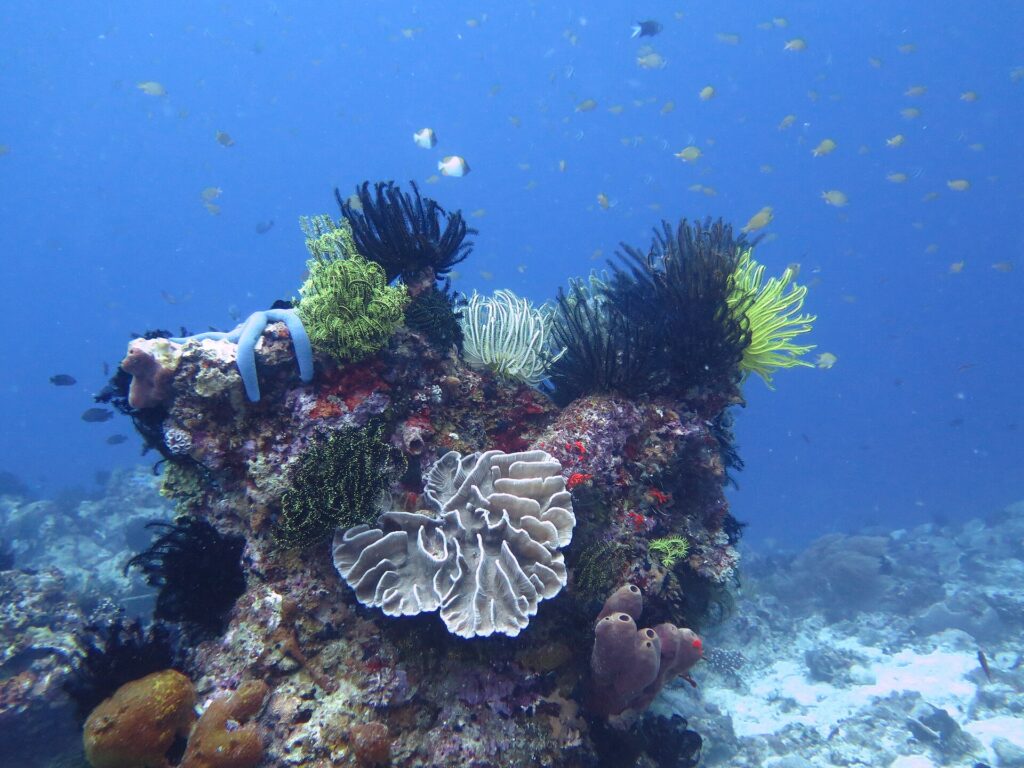Colourful corals, feather stars and fish on a dive at Apo Island