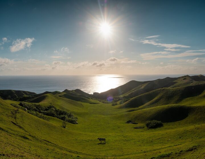 Vayang Rolling Hills in North Batan: green grassy valley, a grazing cow and the sea under a bright afternoon sun
