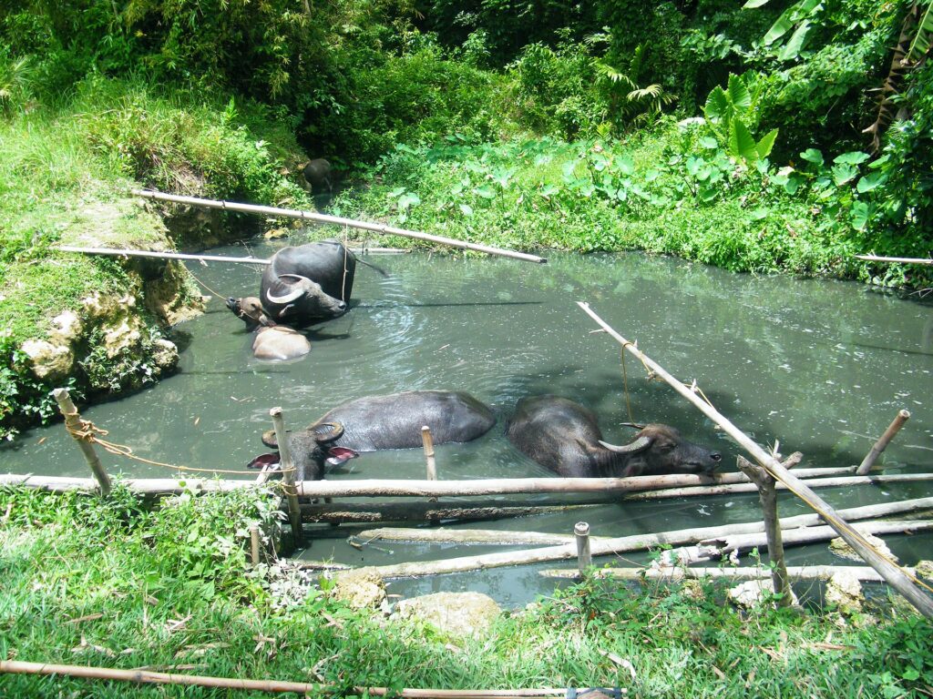 Carabaos cooling off in a pond in barangay Calidngan