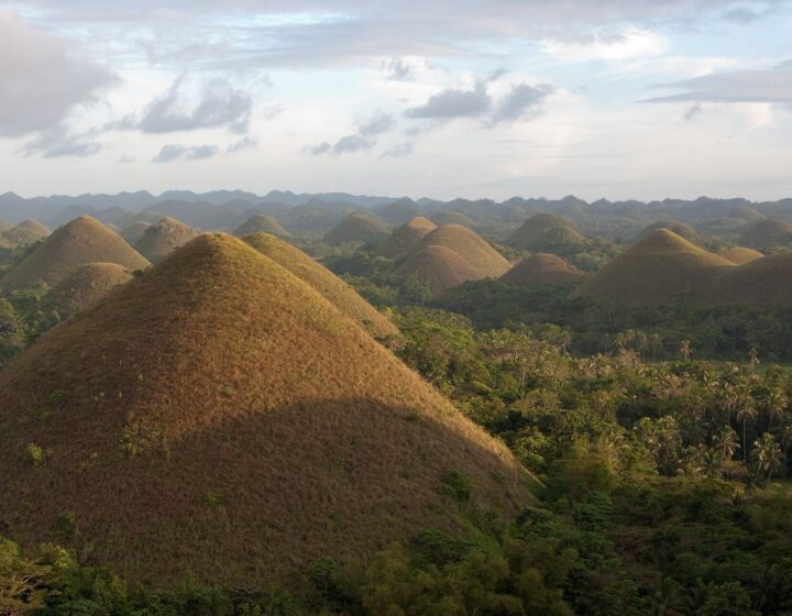 Brown, cone-shaped Chocolate Hills in warm late-afternoon light, rolling to the horizon above palm forest, Carmen, Bohol