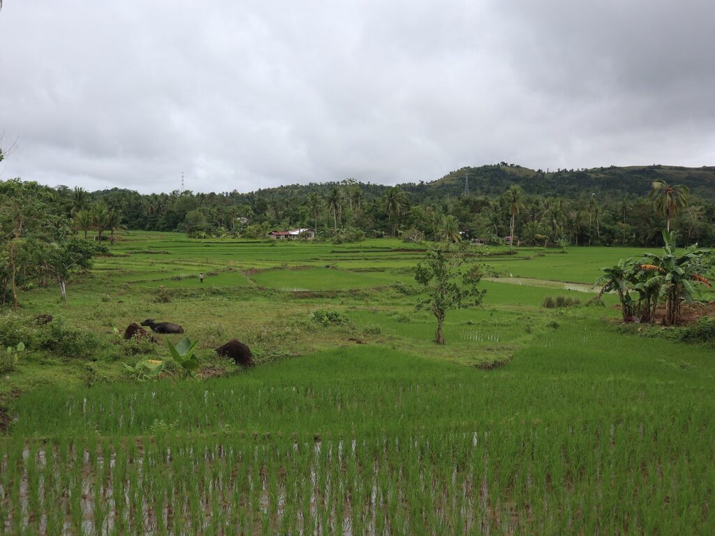 Farm fields and rice paddies along the road into Carmen