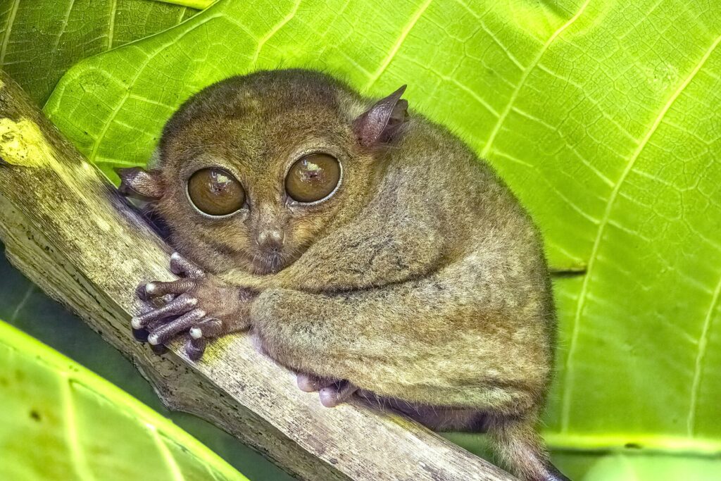 A Philippine tarsier, one of the world's smallest primates, resting on a branch
