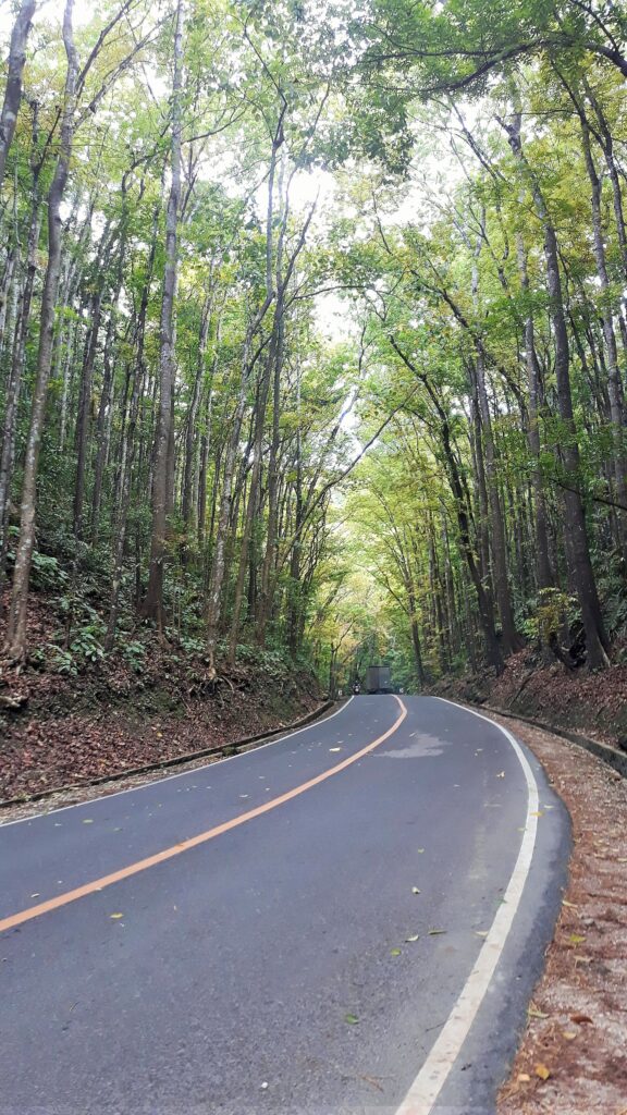 The road through the shady Bilar man-made mahogany forest