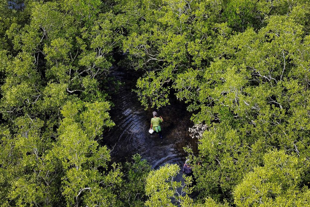 The protected Tawsan mangrove forest from above