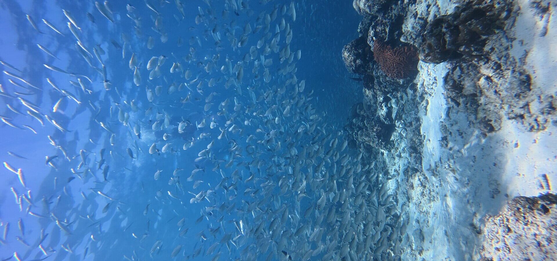 A huge school of sardines beside the reef wall at Moalboal