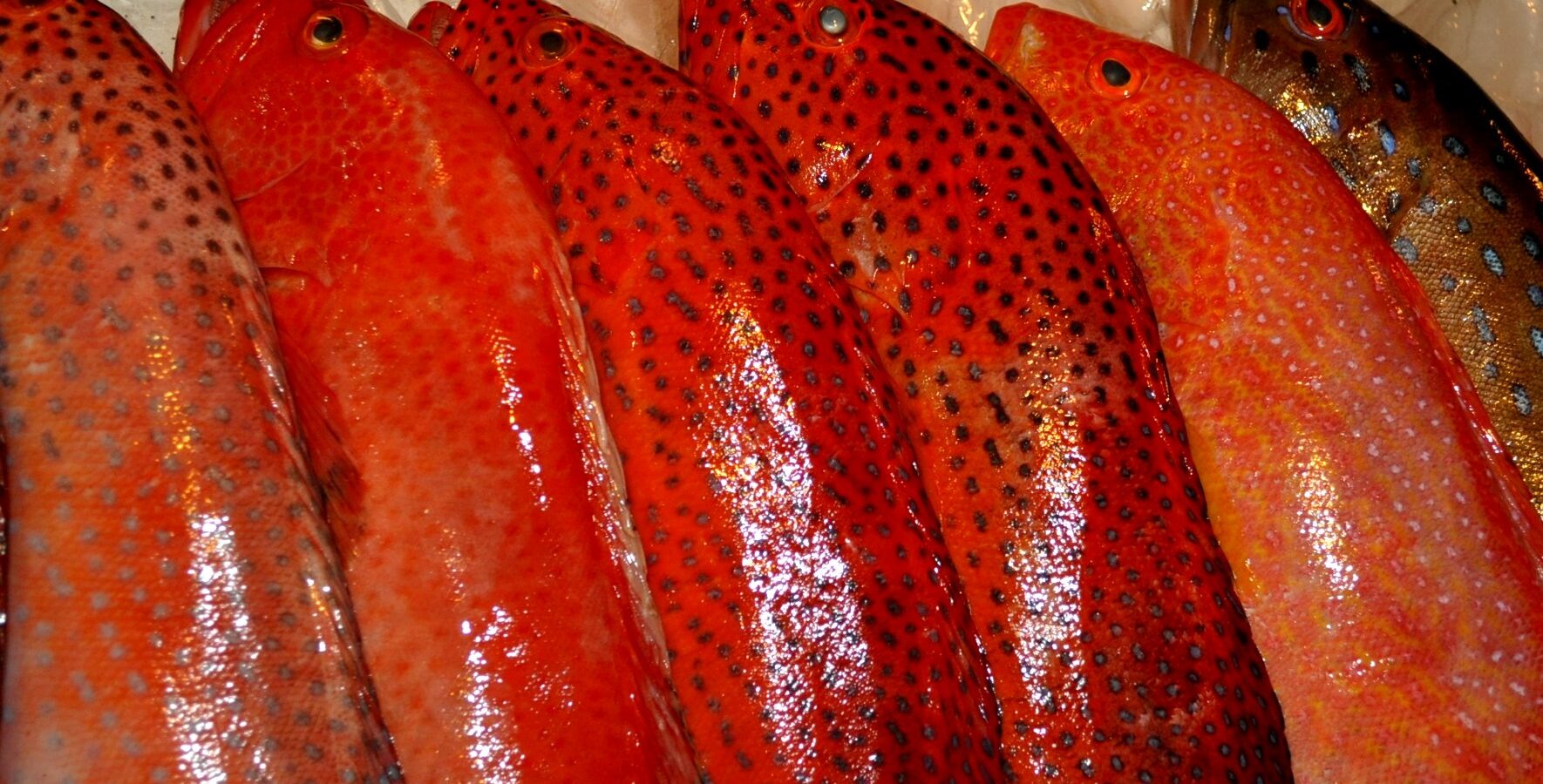 The lit signboard of a long-running sutukil seafood house at the Mactan Shrine, Lapu-Lapu City, with menu pictures below, 2026
