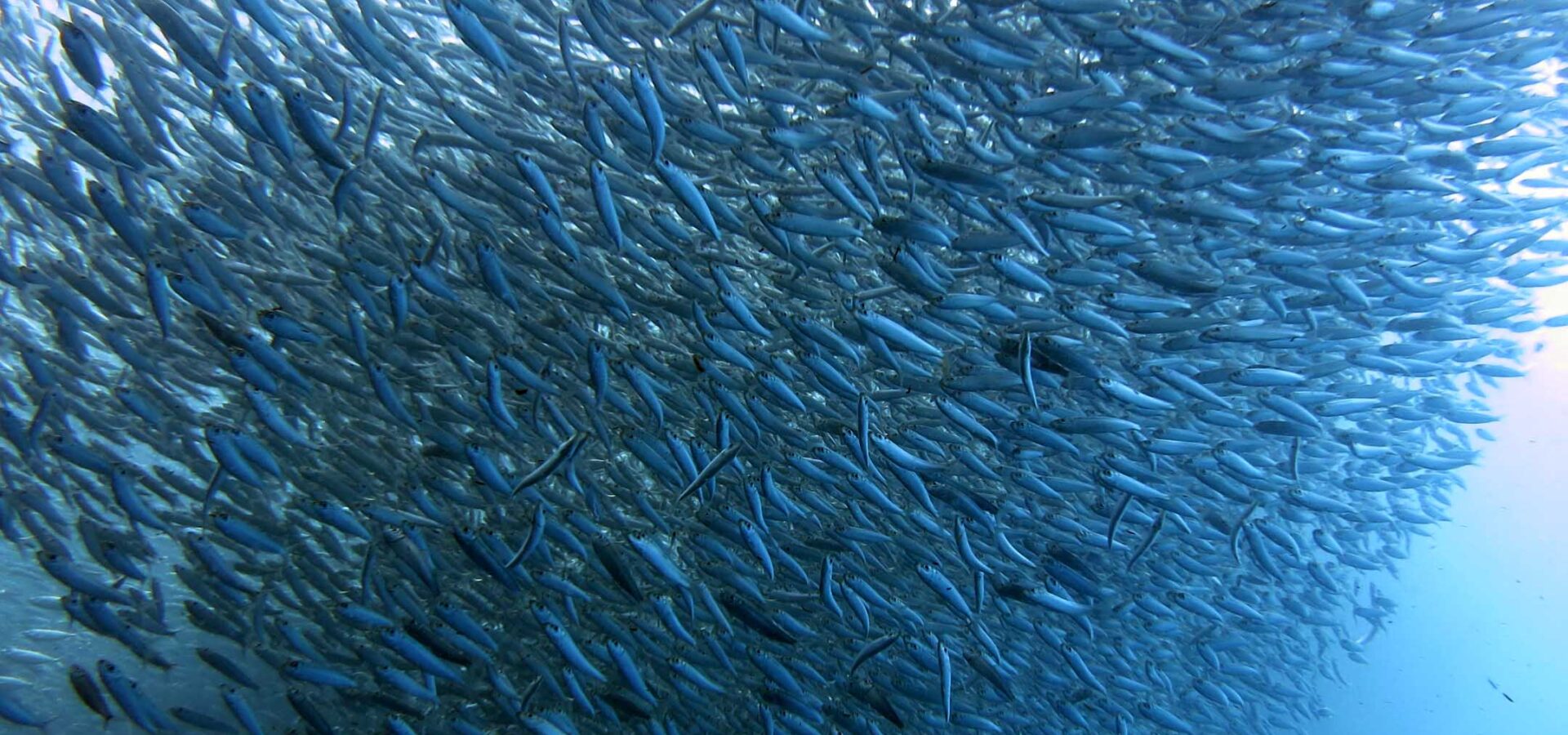 A huge shoal of silver sardines swirling in blue water off Moalboal, Cebu