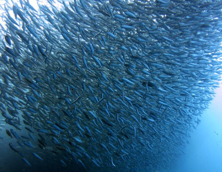 A huge shoal of silver sardines swirling in blue water off Moalboal, Cebu