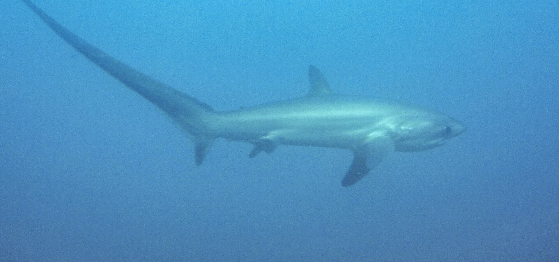 Pelagic thresher shark (Alopias pelagicus) at Monad Shoal, Malapascua
