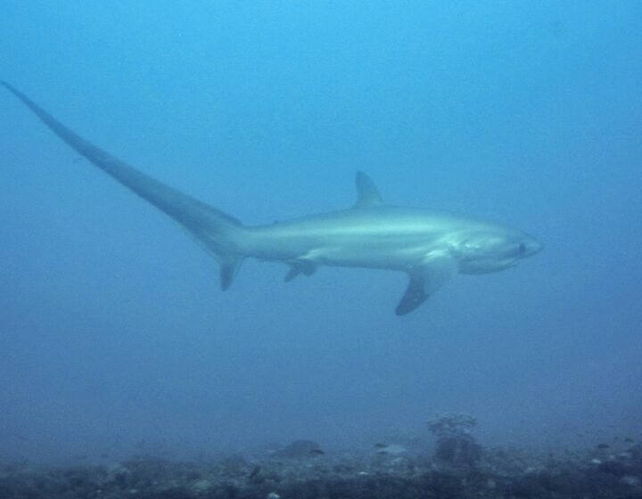 Pelagic thresher shark (Alopias pelagicus) at Monad Shoal, Malapascua