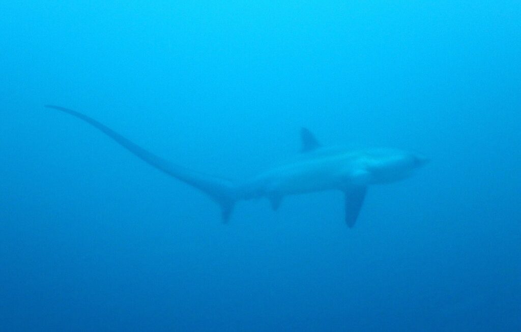 A thresher shark glides past in blue water off Malapascua