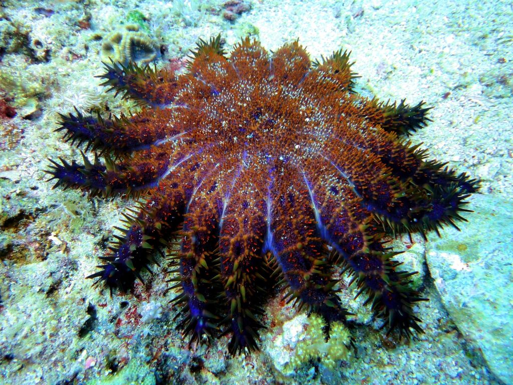 A crown-of-thorns starfish on a Malapascua reef