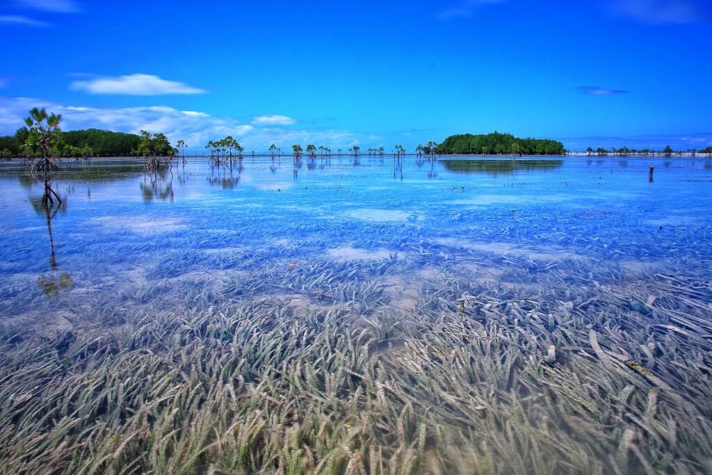 Seagrass meadows in clear shallow water at the sanctuary