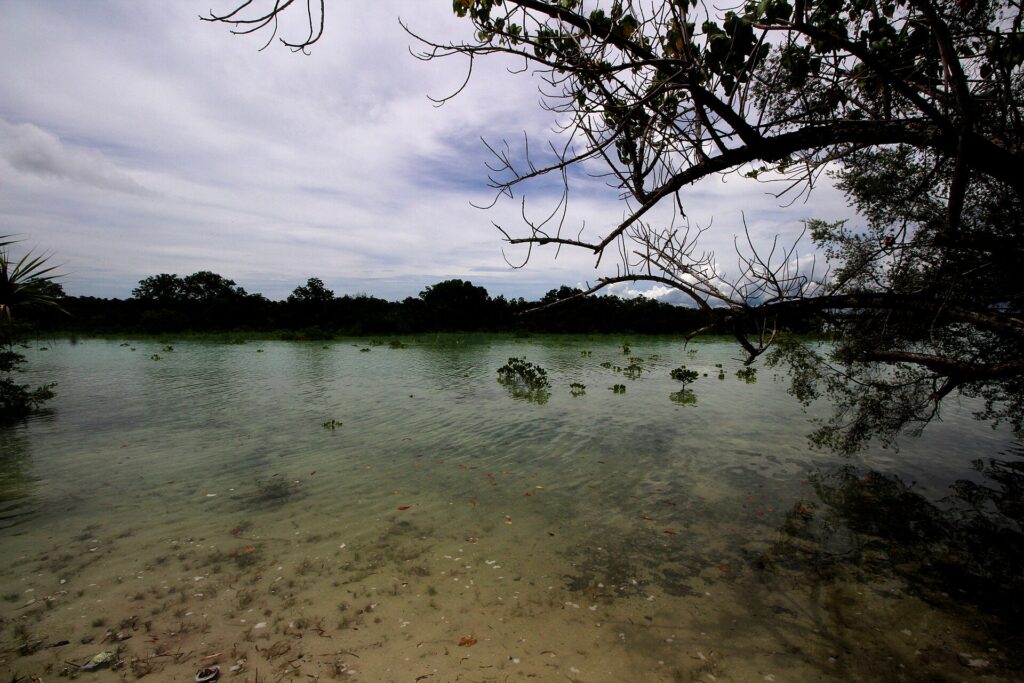 Calm water and mangroves at high tide in the sanctuary