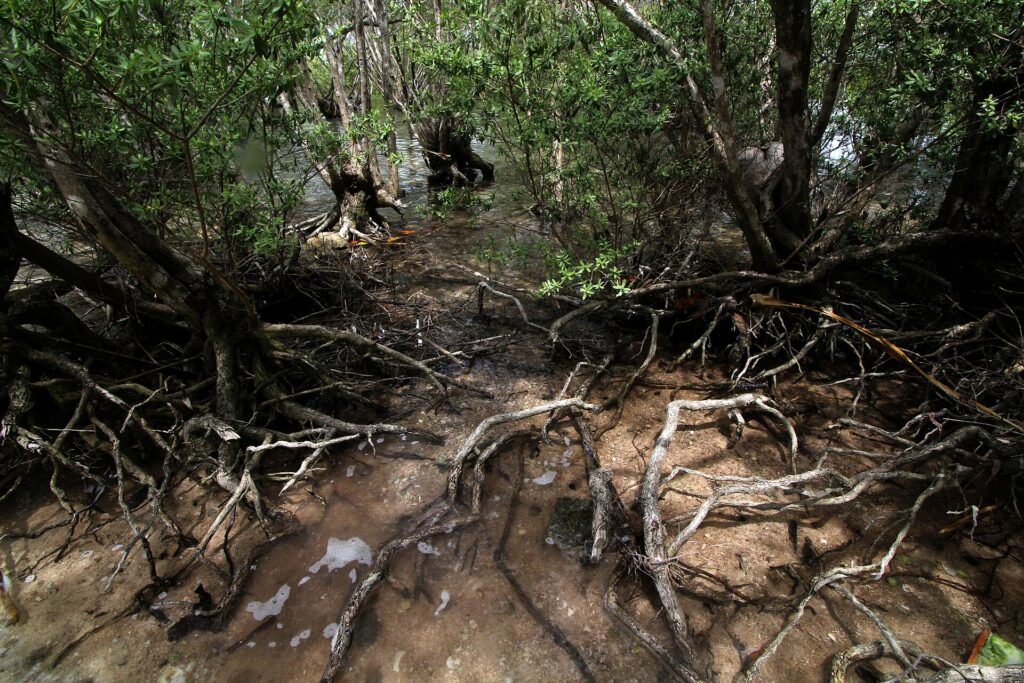 Tangled mangrove roots in the Olango sanctuary