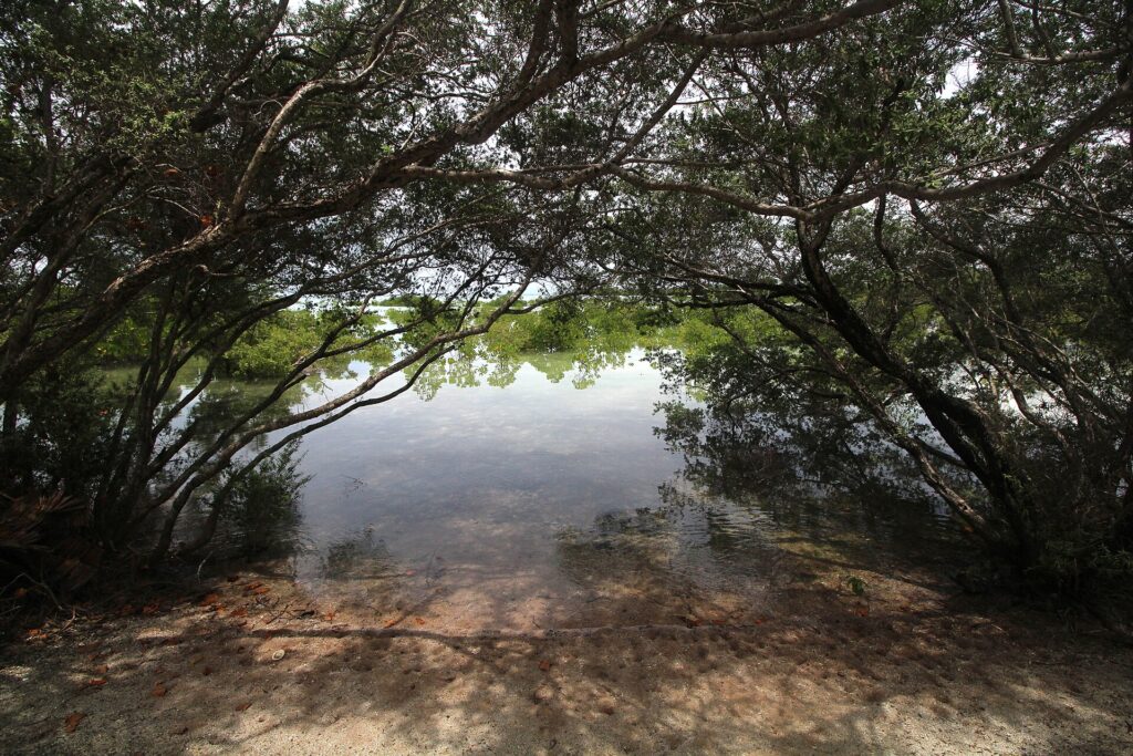 A window through the mangrove forest onto the flats