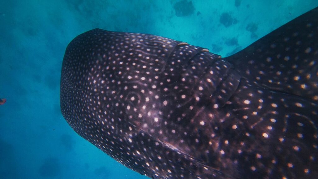 A whale shark close up in the clear blue water off Tan-awan