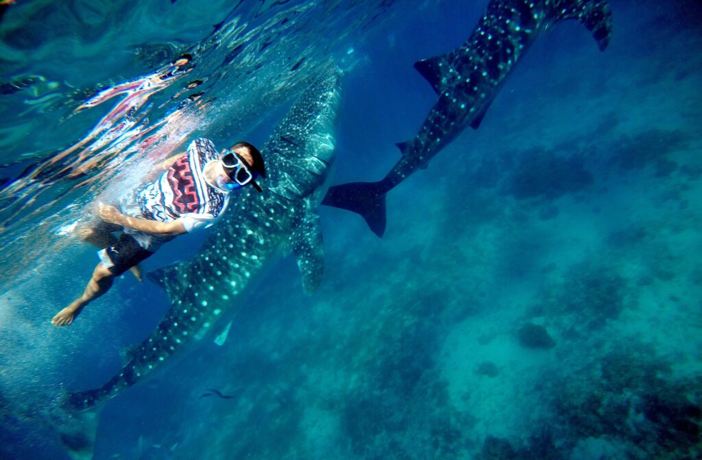 A snorkeller swimming beside a whale shark in Oslob
