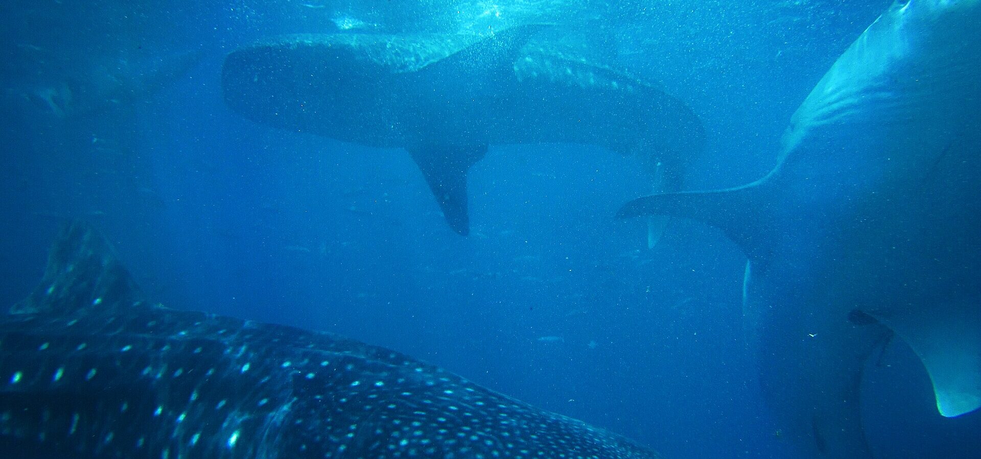 Several whale sharks swimming underwater in blue water at Tan-awan, Oslob