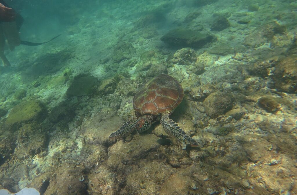 A green sea turtle swimming over the reef off Panagsama Beach