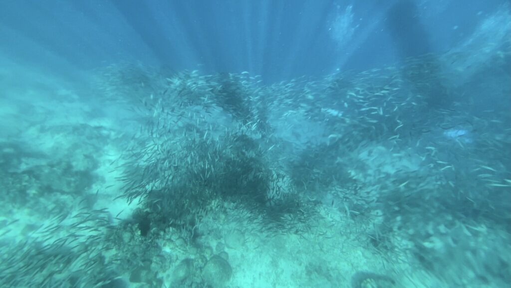 The sardine school hugging the reef drop-off