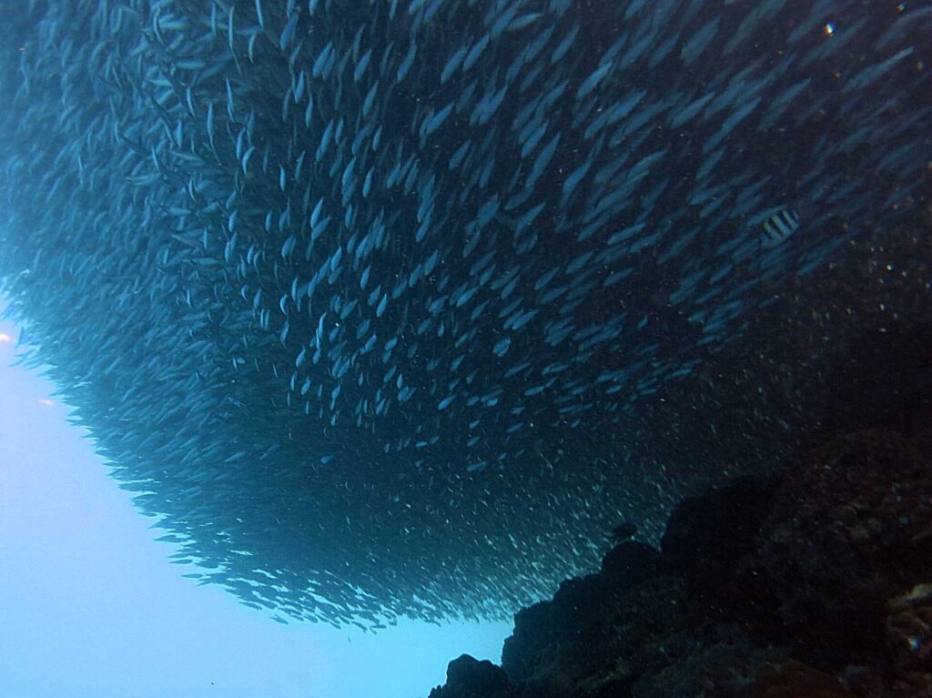 A tight ball of sardines near the reef wall