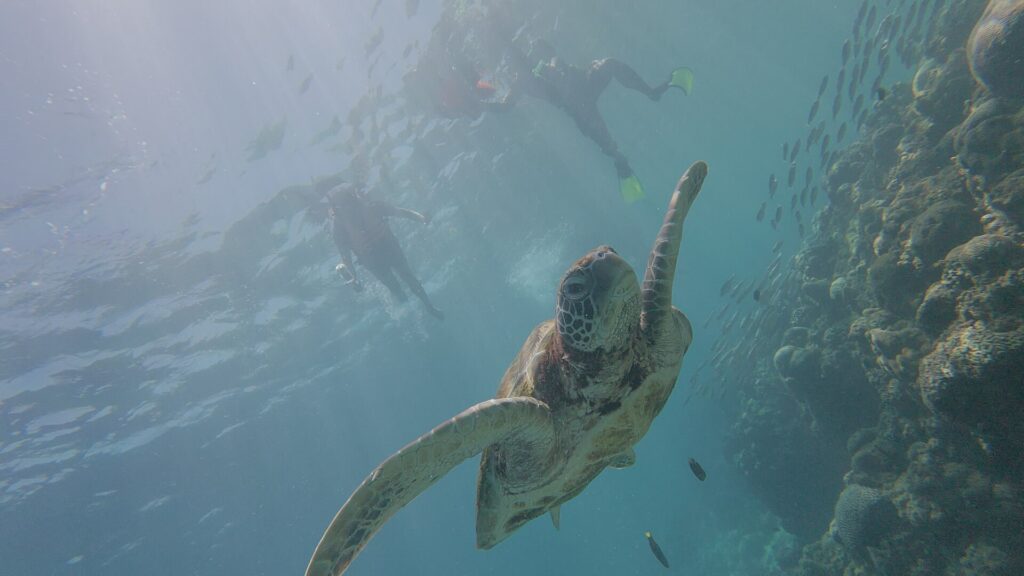 A turtle with snorkellers above it, a common sight off the shore