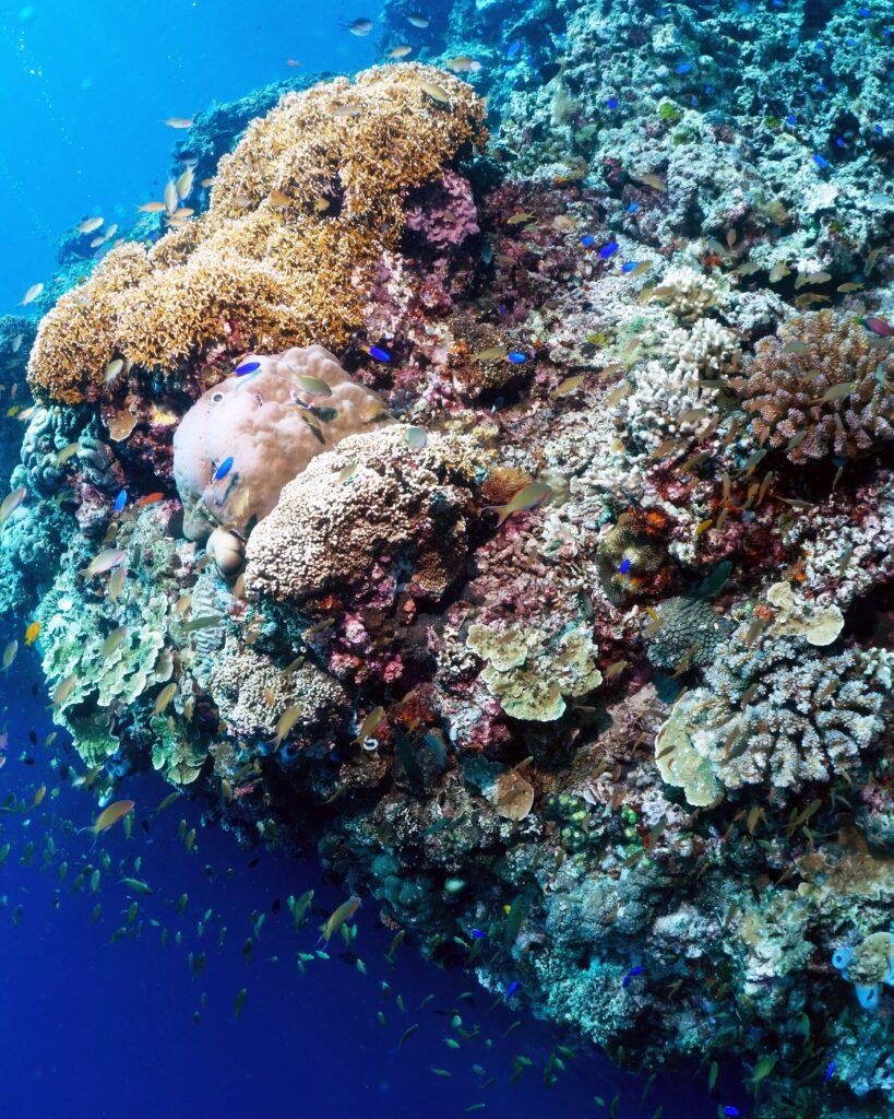 Soft corals on the Pescador Island reef