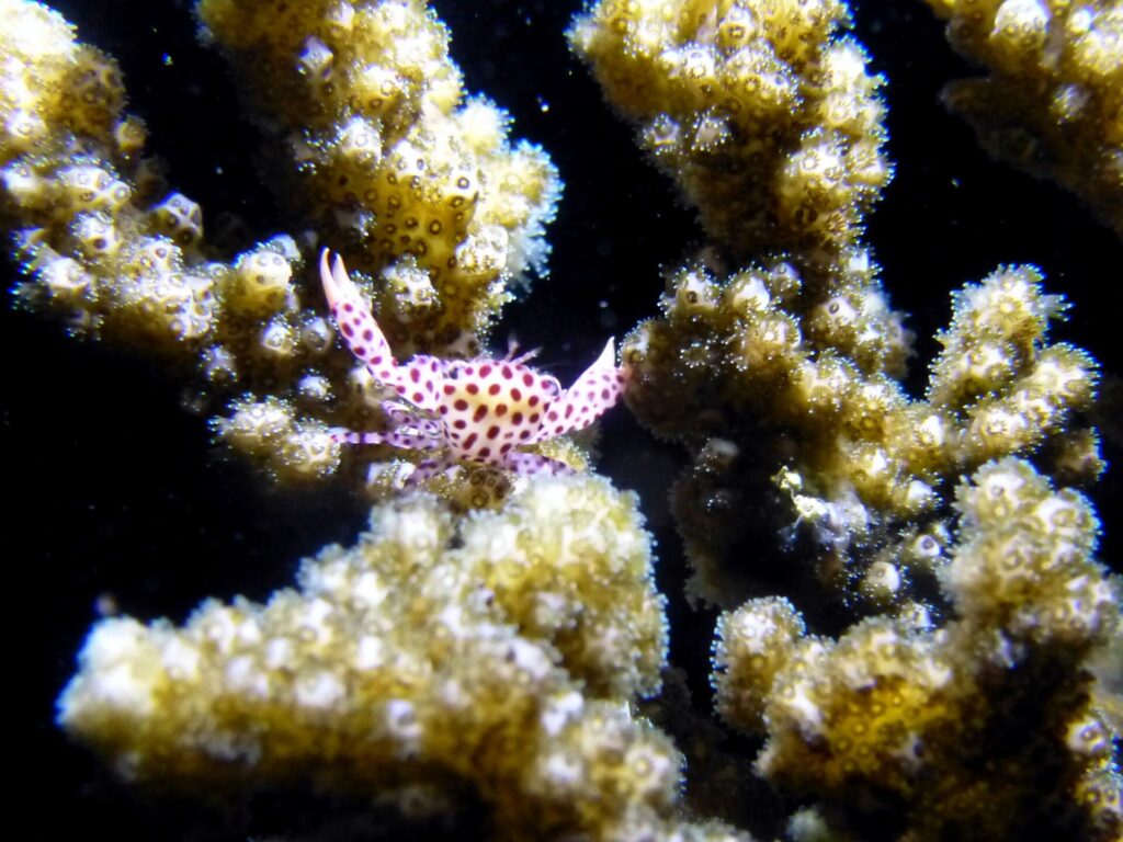 A tiny red-spotted guard crab hiding in coral at Pescador