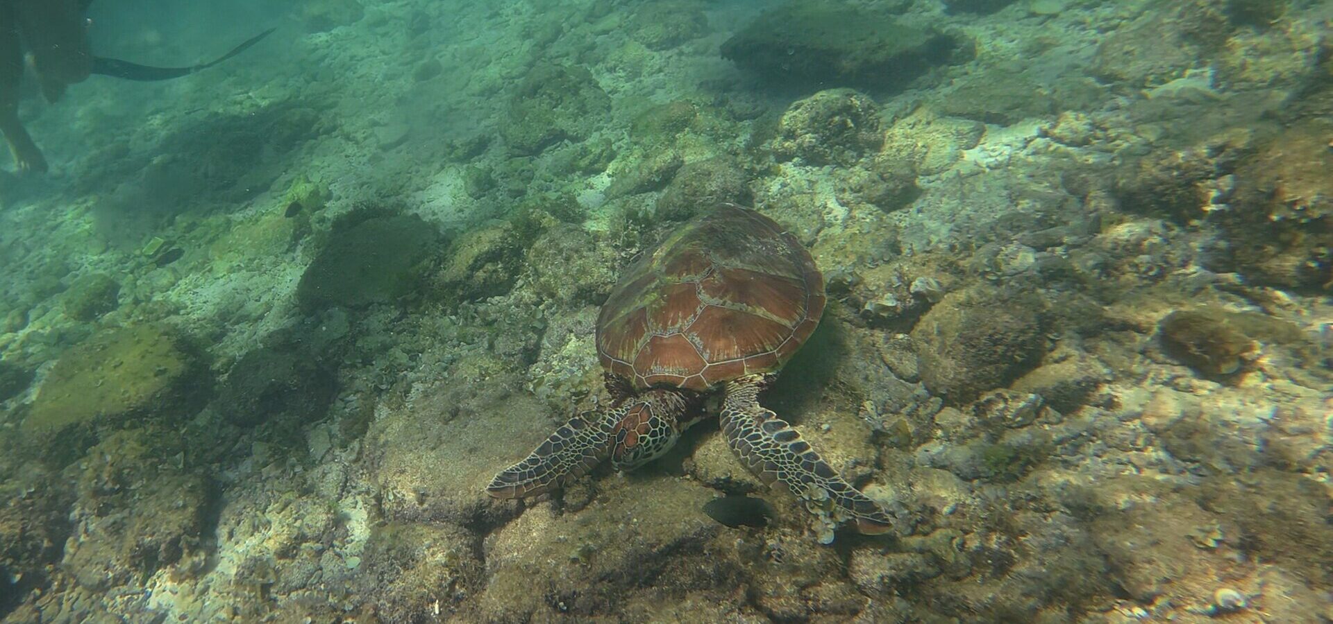 A sea turtle swimming over the reef at Panagsama Beach, Moalboal
