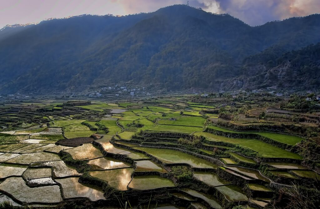 Stone-walled rice terraces stepping down the valley below Sagada