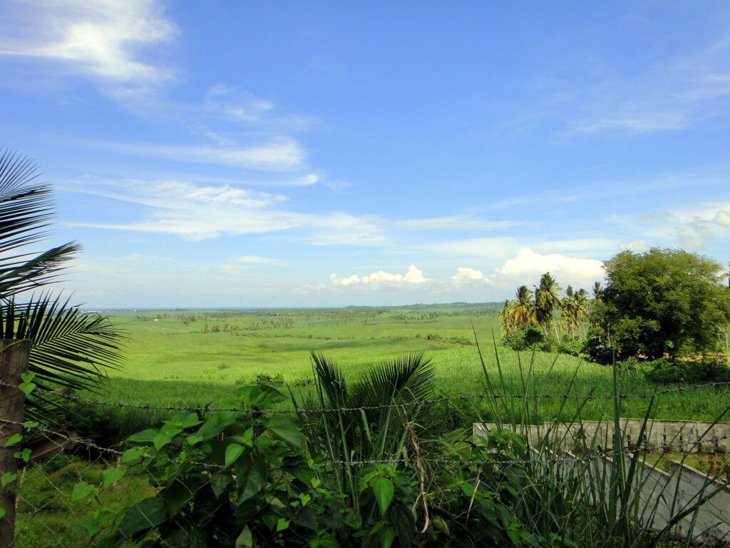 Green farmland and palms near Sogod