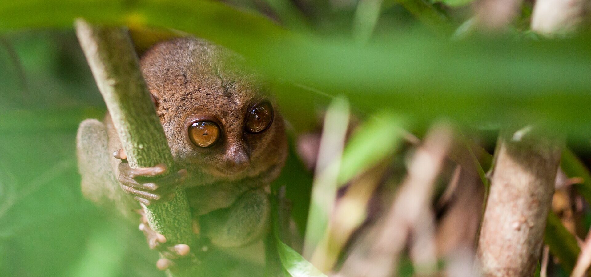 Philippine tarsier resting in a bush during the day at the Philippine Tarsier and Wildlife Sanctuary, Canapnapan, Corella, Bohol