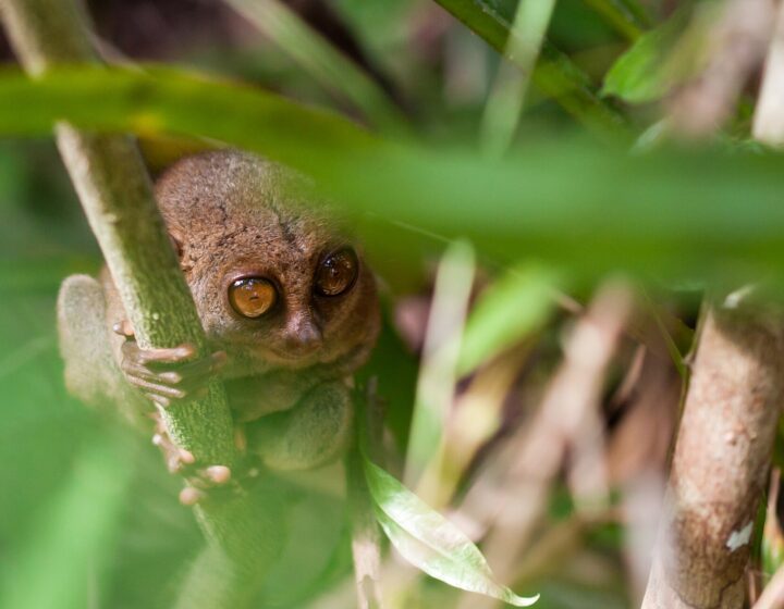 Philippine tarsier resting in a bush during the day at the Philippine Tarsier and Wildlife Sanctuary, Canapnapan, Corella, Bohol