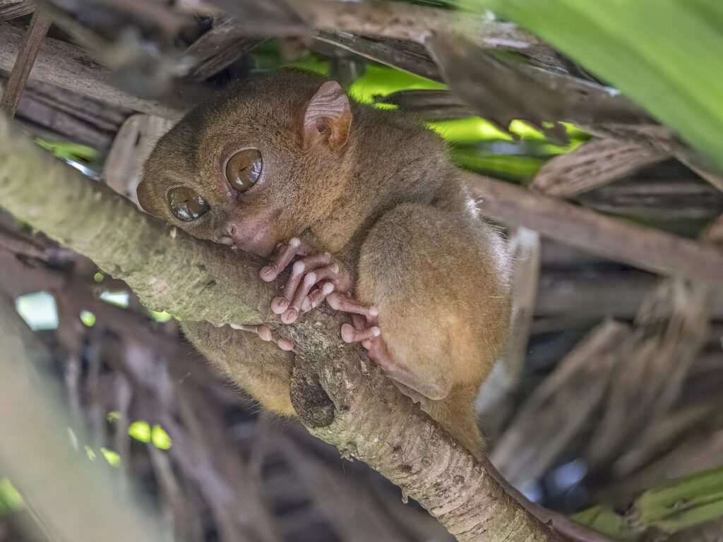 A tarsier resting on a branch among leaves in Bohol