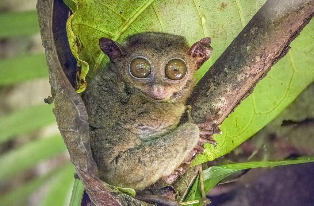 A Philippine tarsier clinging upright to a branch in Bohol