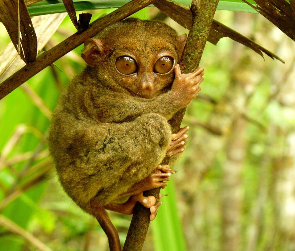 A tarsier at the sanctuary in Corella, Bohol