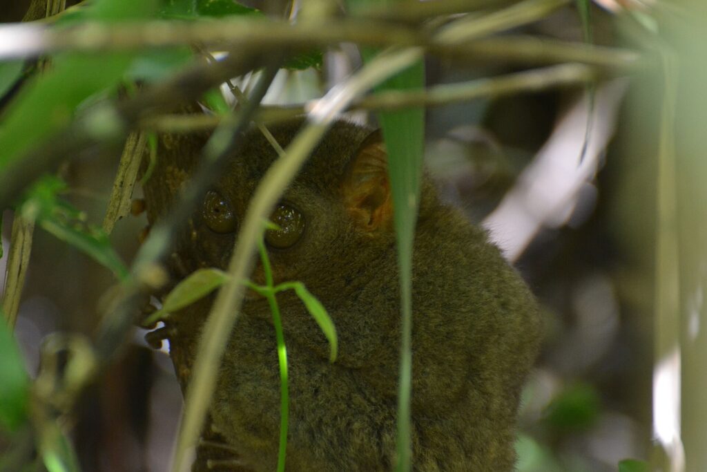 Spot the tarsier: well hidden among the branches