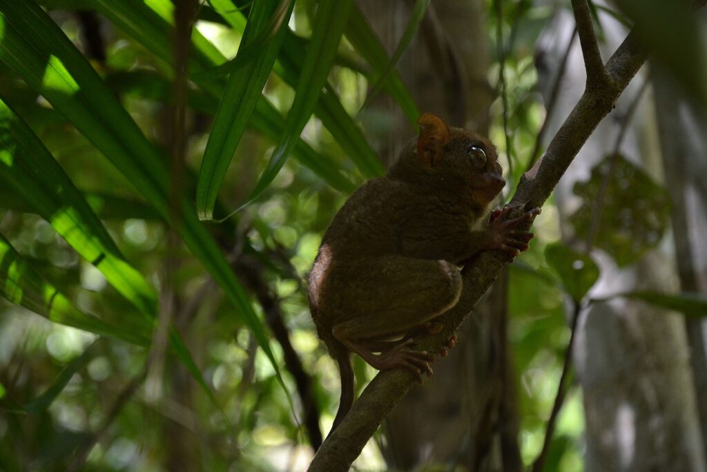 A Philippine tarsier seen from the side