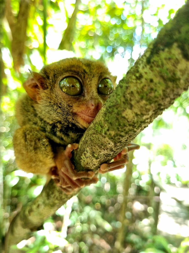 A tarsier at the Bohol tarsier conservation area