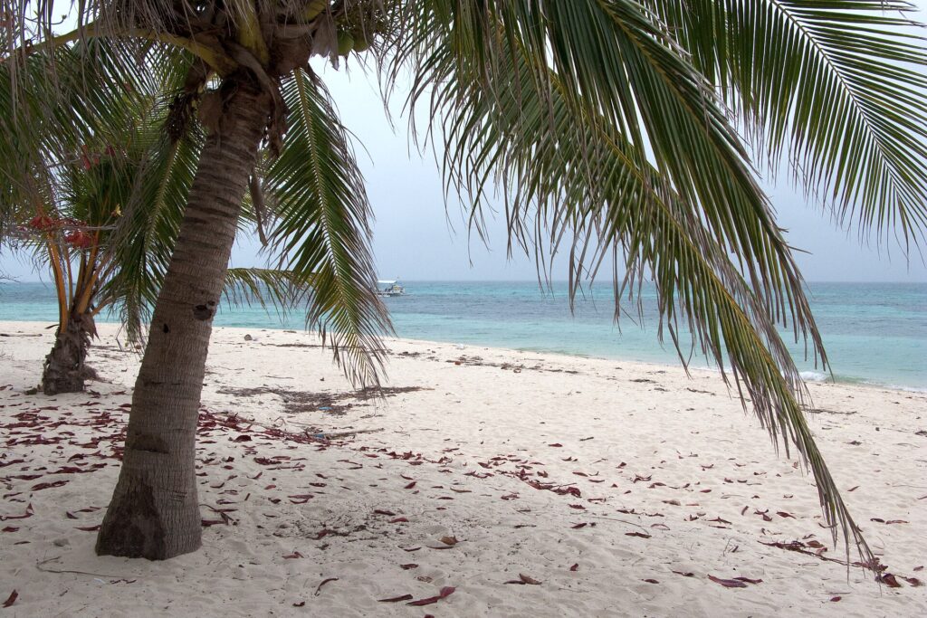 A leaning coconut palm over white sand with turquoise sea beyond at Malapascua