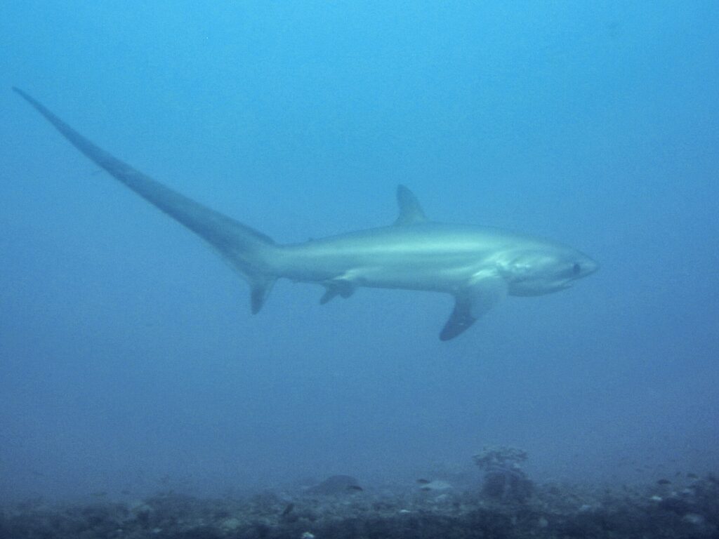 A pelagic thresher shark with its long tail swimming in blue water at Monad Shoal