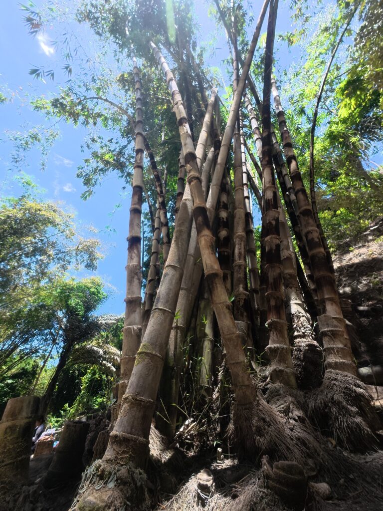 Tall bamboo groves along the trail to the falls