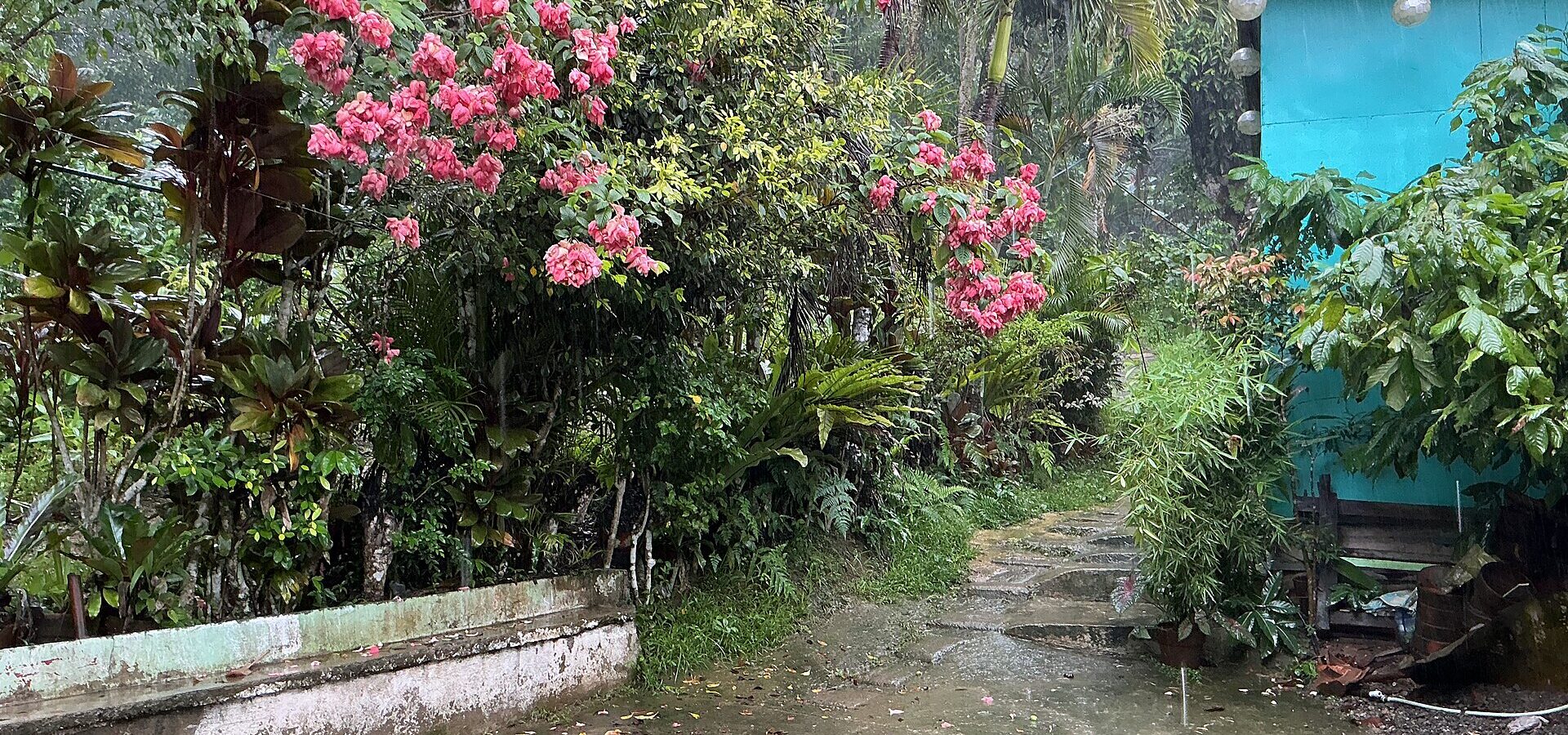 A green garden path in the rain in Cebu City, with flowering shrubs and wet paving
